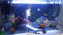 Akvarium içərisində hər şey daxil satılır