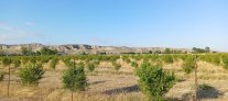 Satılır 200 sot (2 ha) nar bağı (torpaq) Göyçay rayonu
